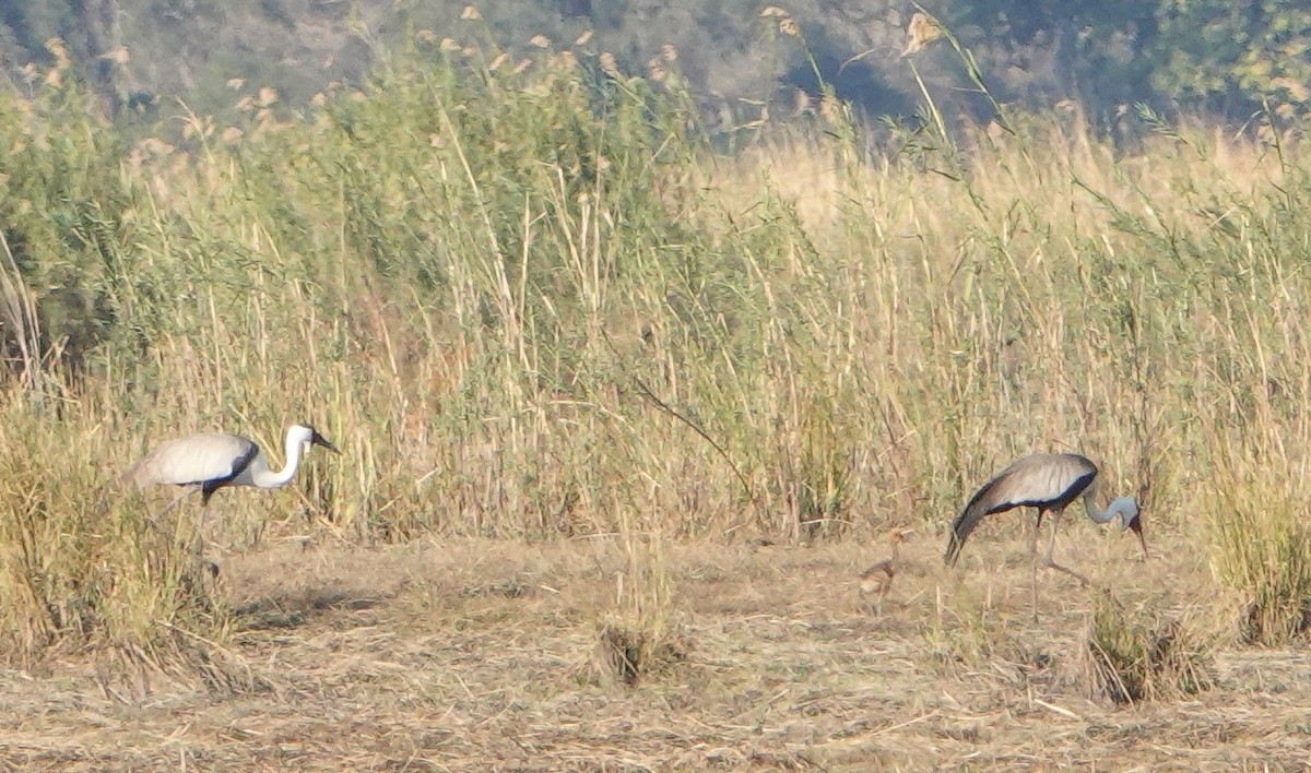 Wattled Crane - ML651931961