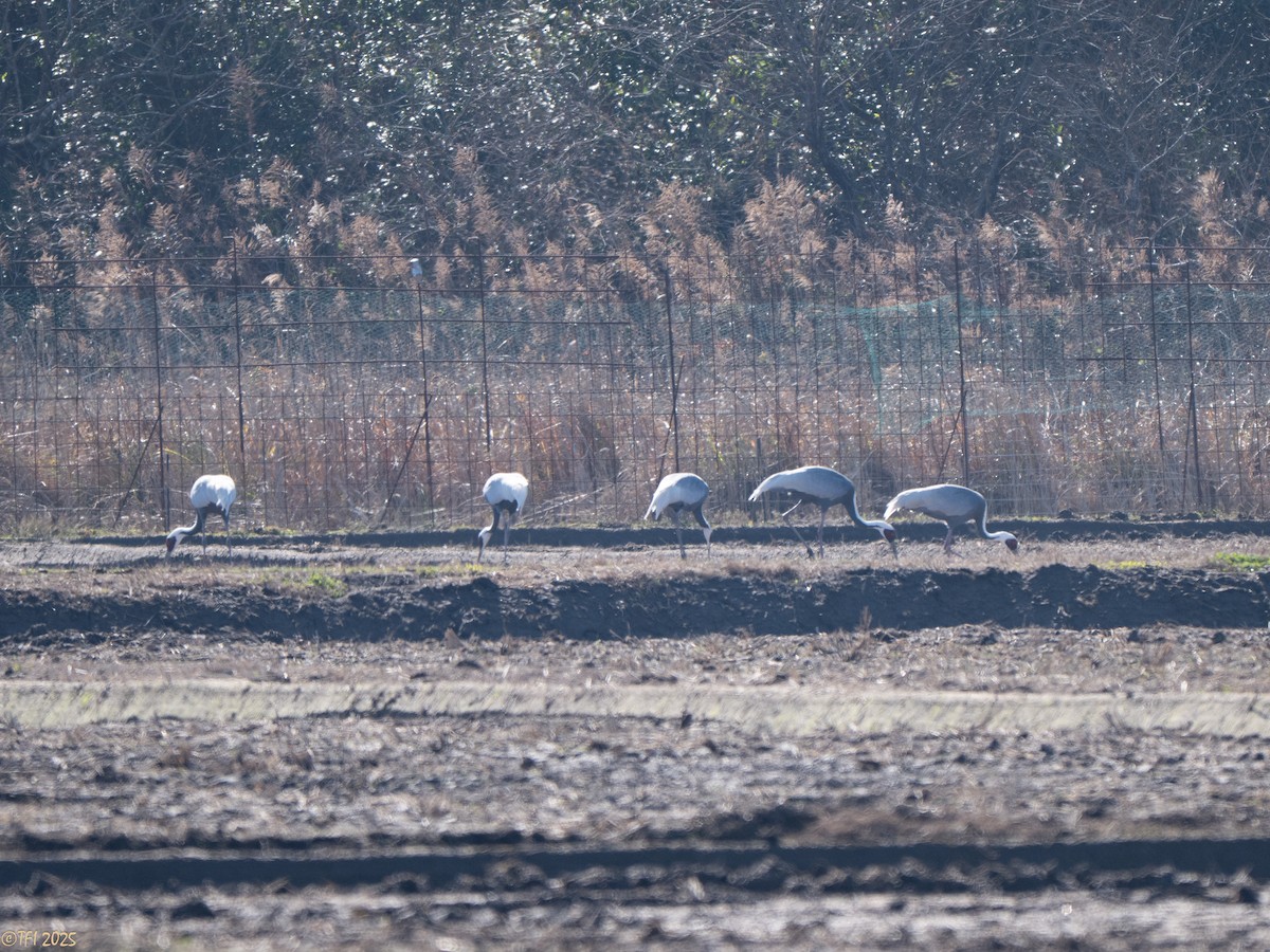 Журавель даурський - ML651932213