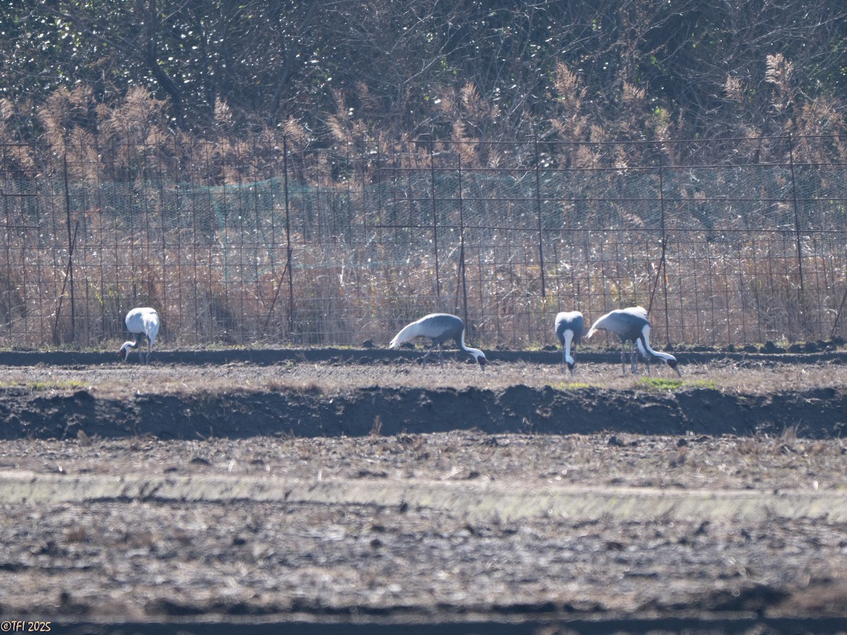 Журавель даурський - ML651932217