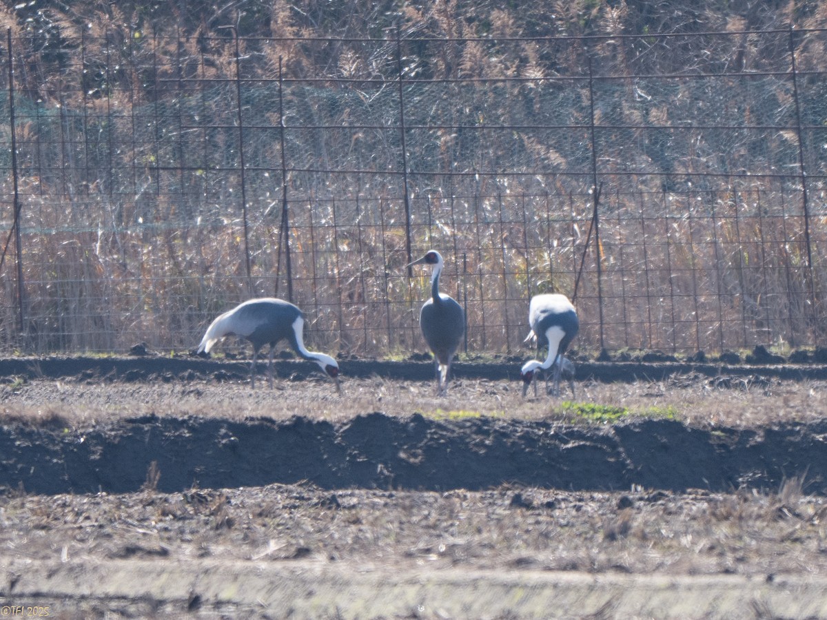 Журавель даурський - ML651932218