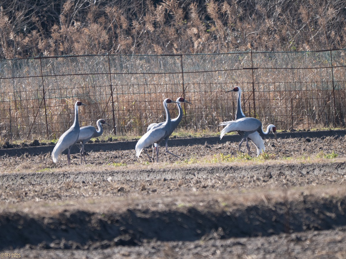 Журавель даурський - ML651932229