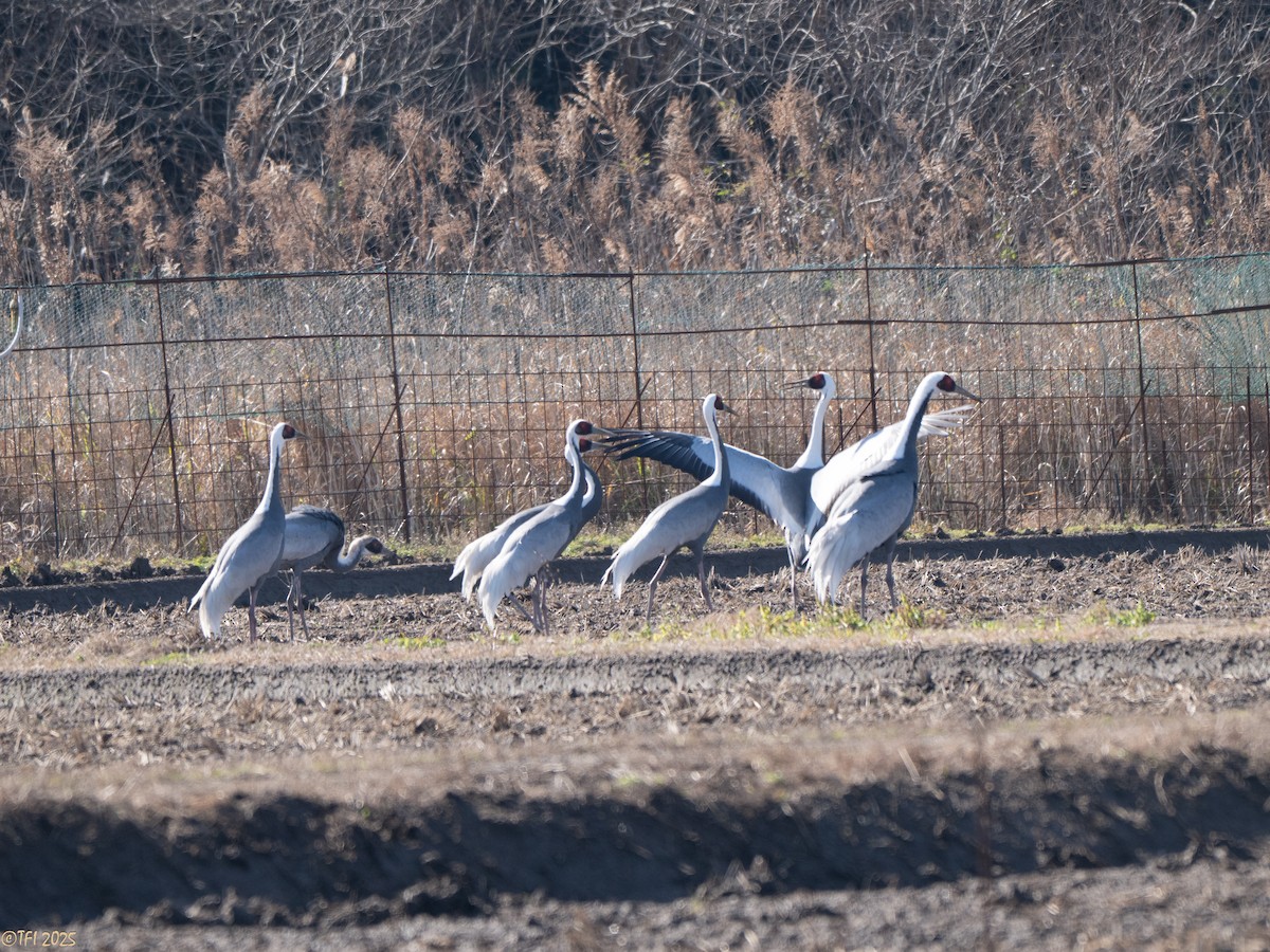 Журавель даурський - ML651932232