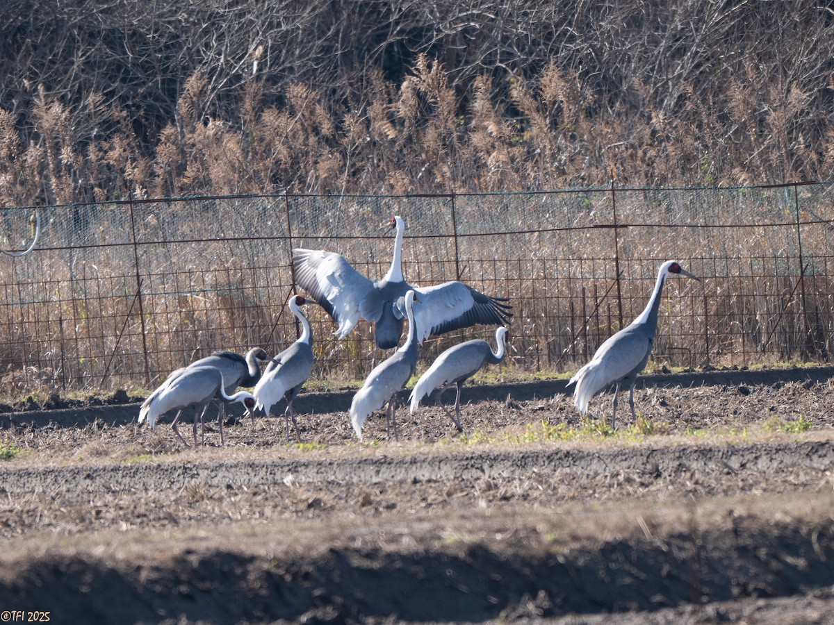 Журавель даурський - ML651932240