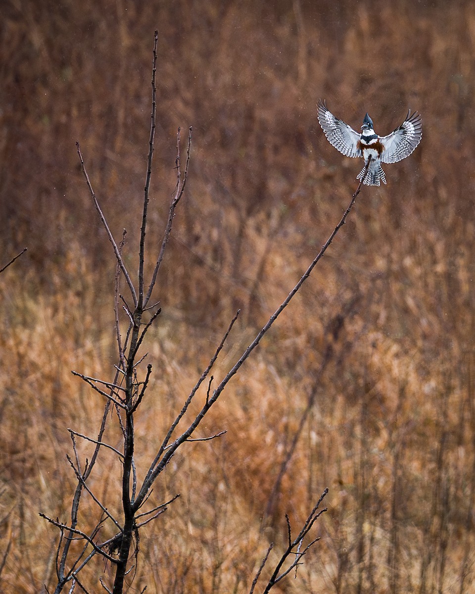 Belted Kingfisher - ML651932304