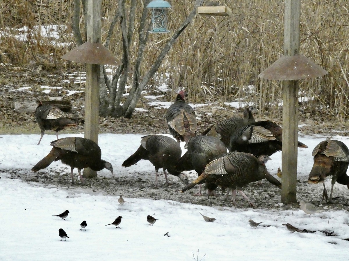 eBird Checklist - 1 Mar 2026 - Edith G. Read Wildlife Sanctuary & Rye ...