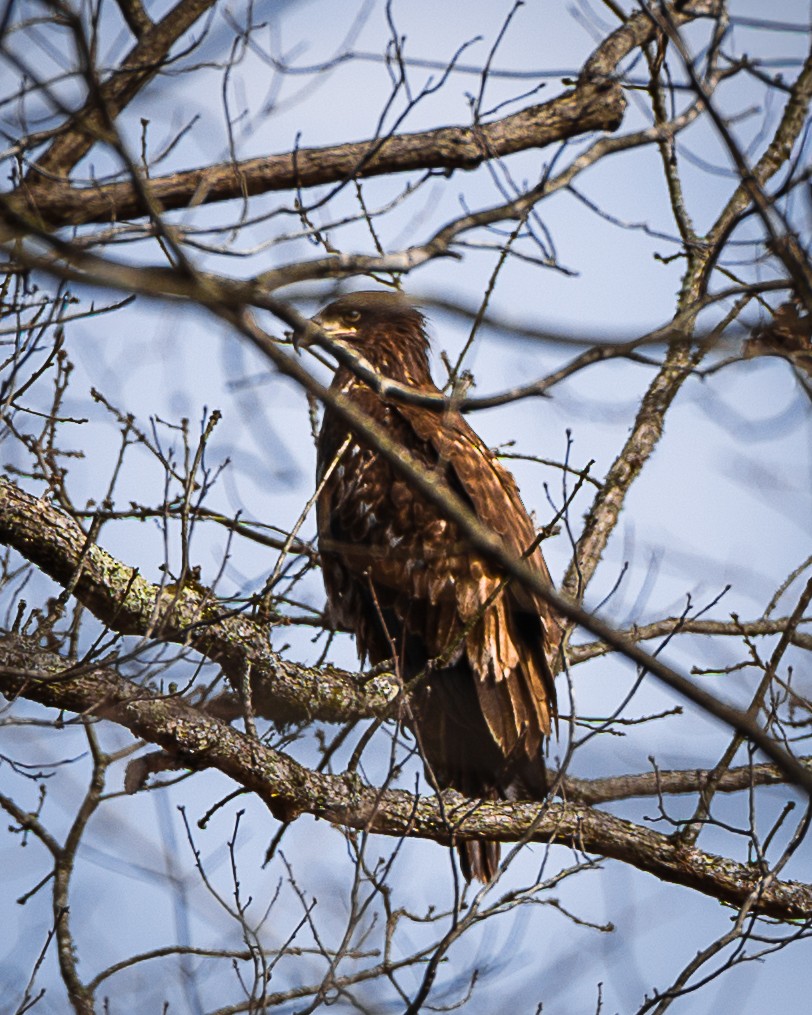 Bald Eagle - ML651933137