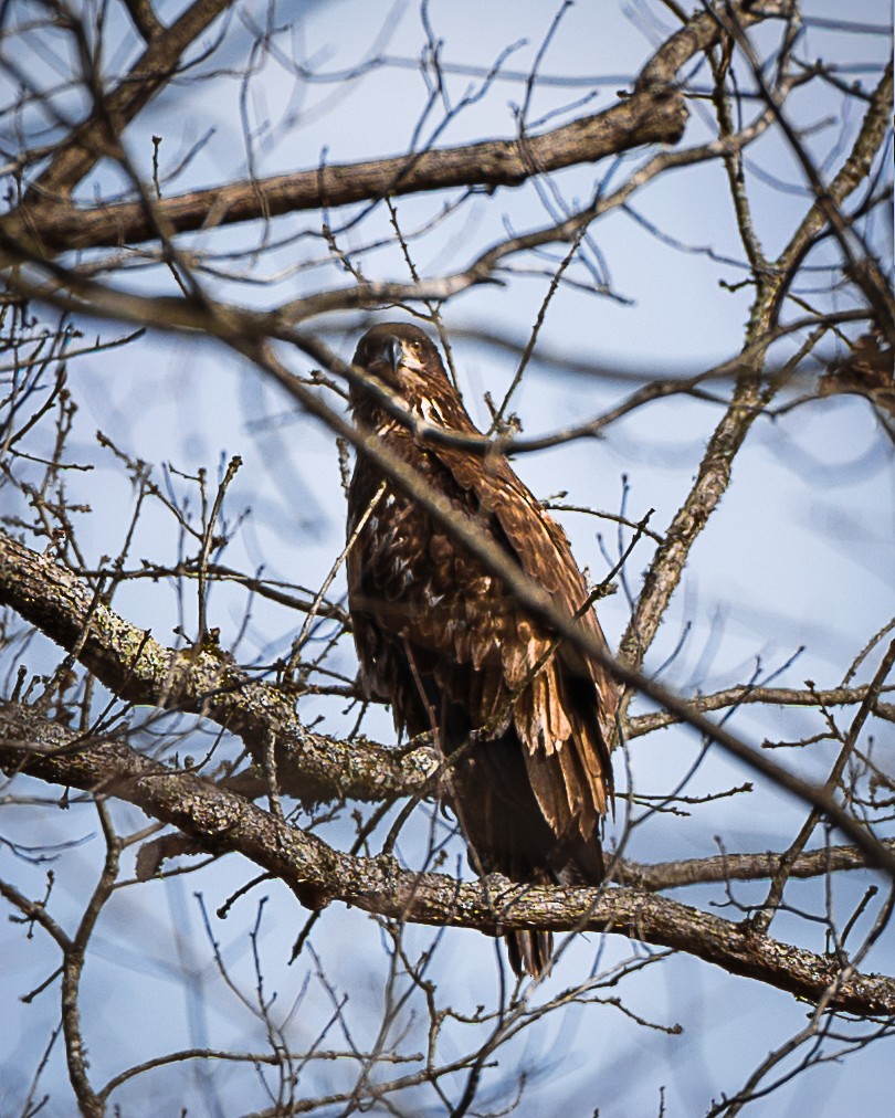Bald Eagle - ML651933138