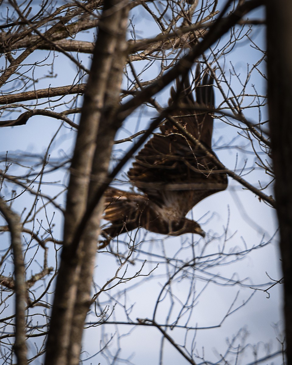 Bald Eagle - ML651933139
