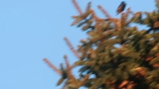 Storno - ML651933142