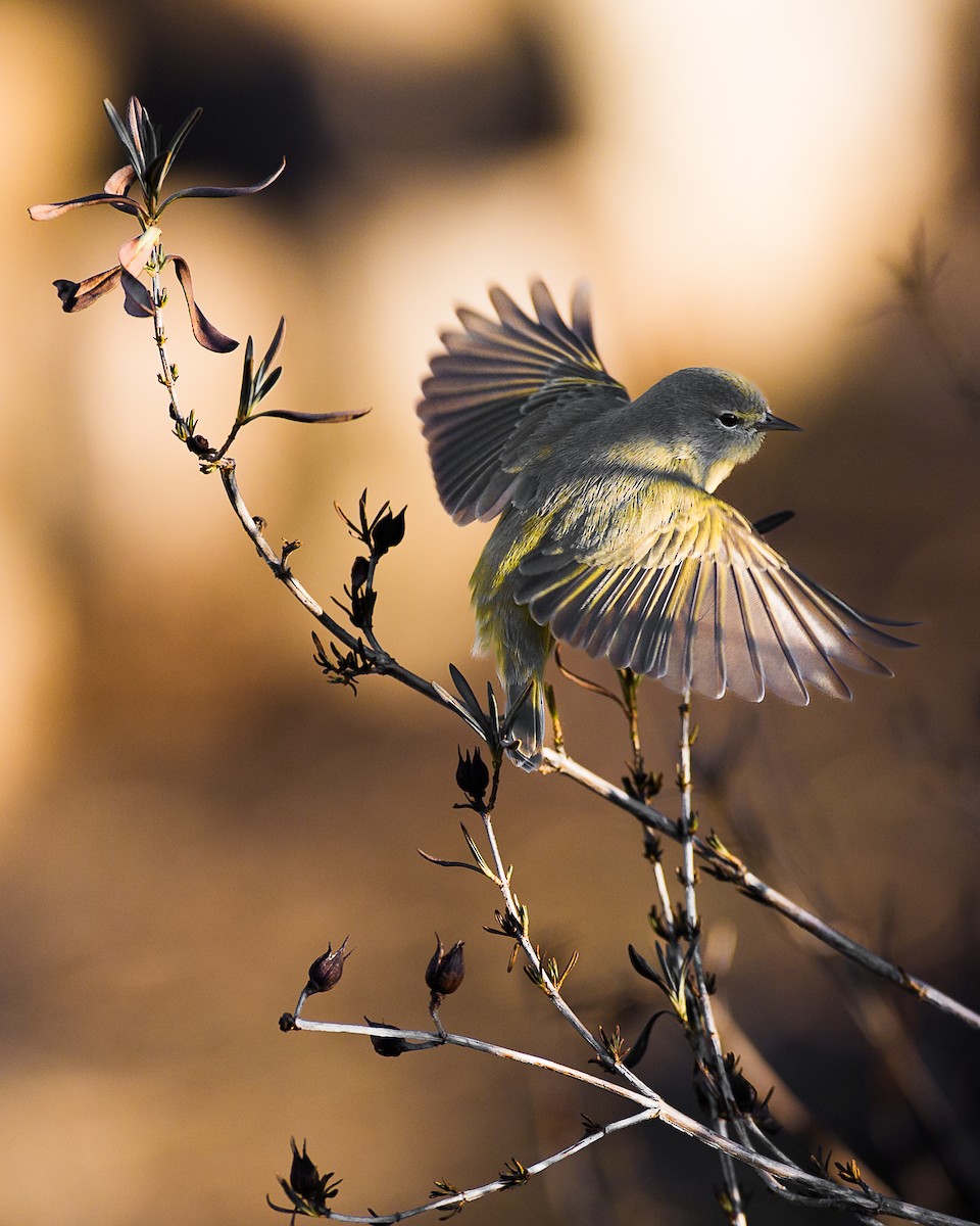 Orange-crowned Warbler - ML651933293