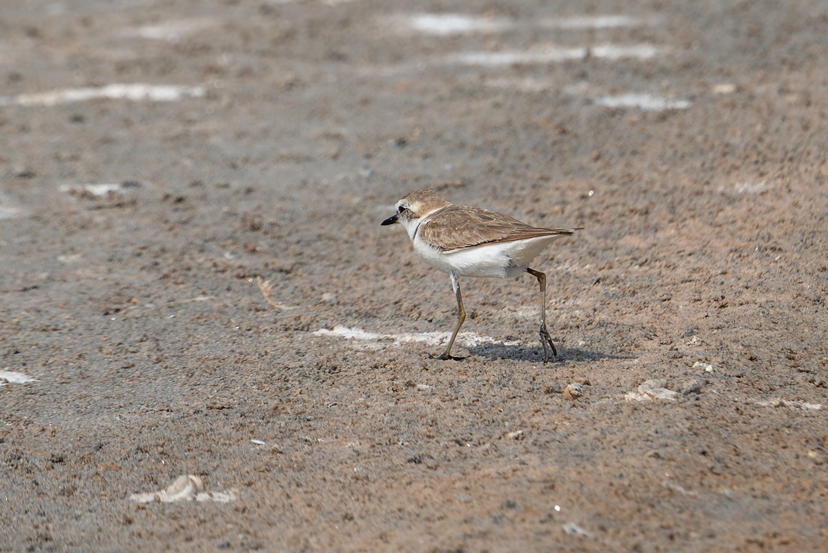 sand-plover sp. - ML651933437