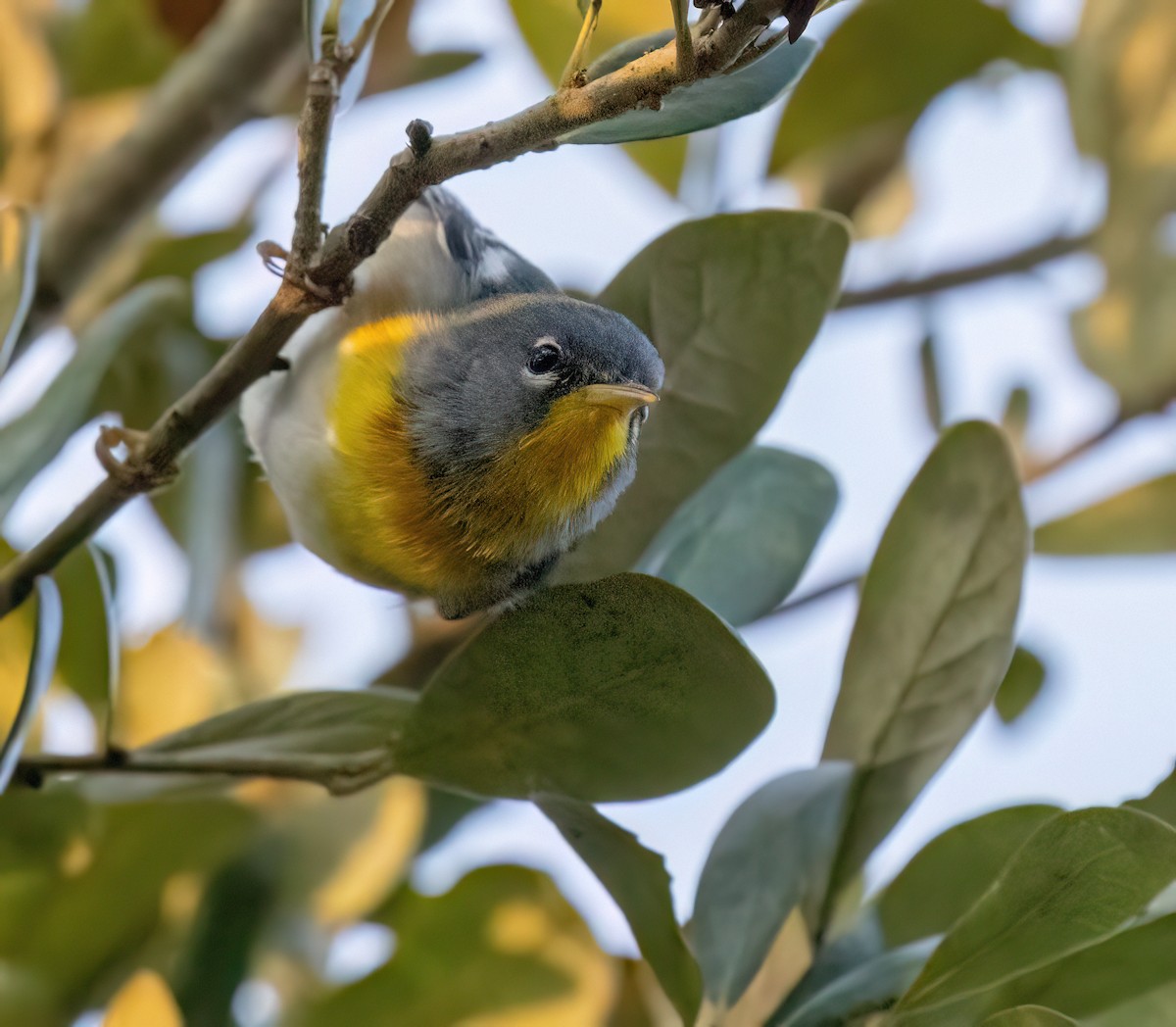 Очковая древесница - ML651933537