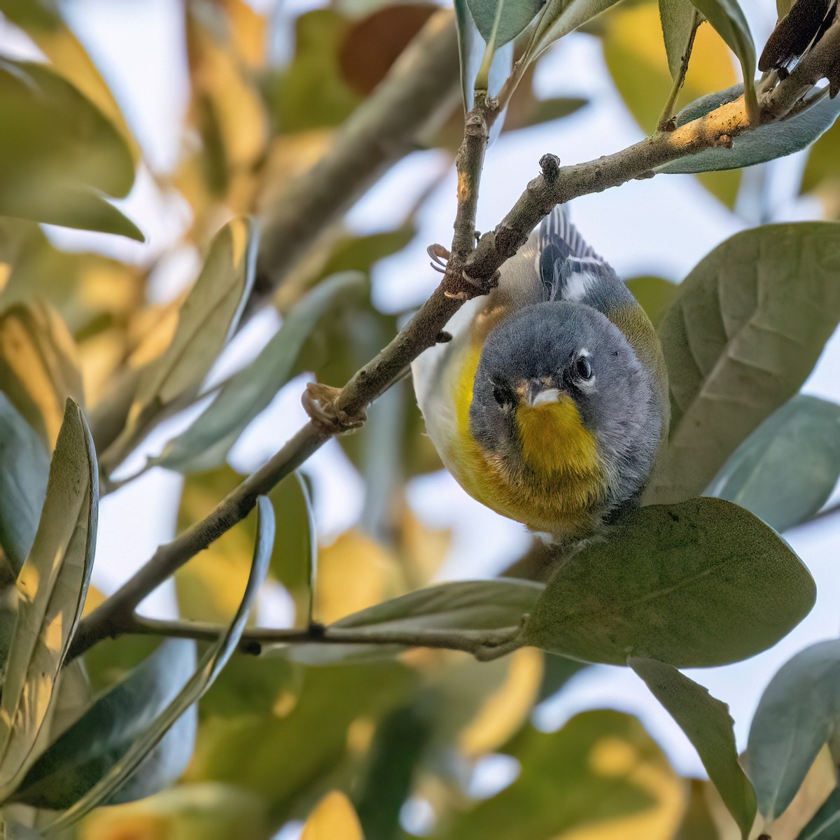 Очковая древесница - ML651933538