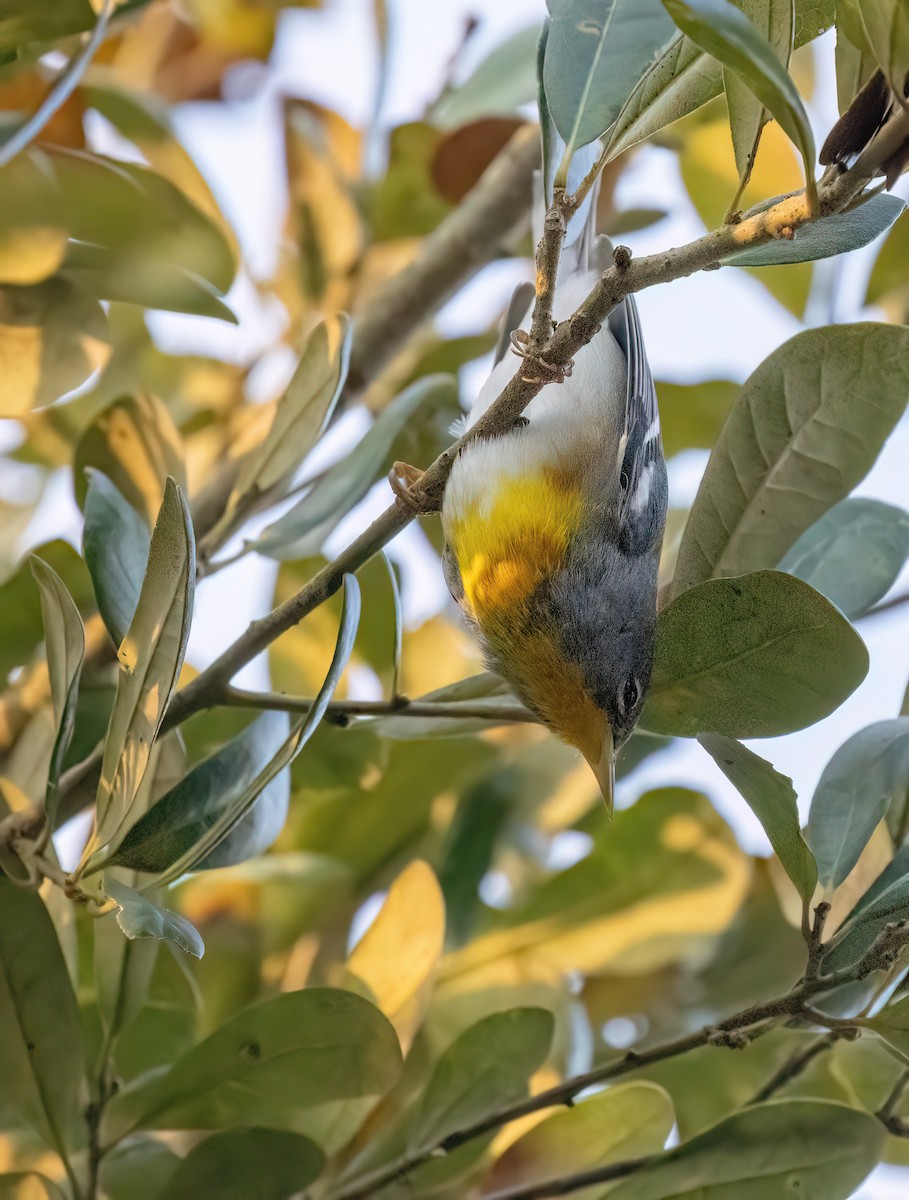 Очковая древесница - ML651933539