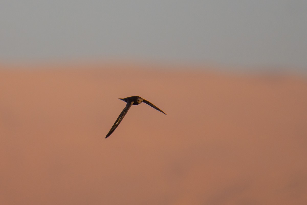 Mauersegler - ML651933653