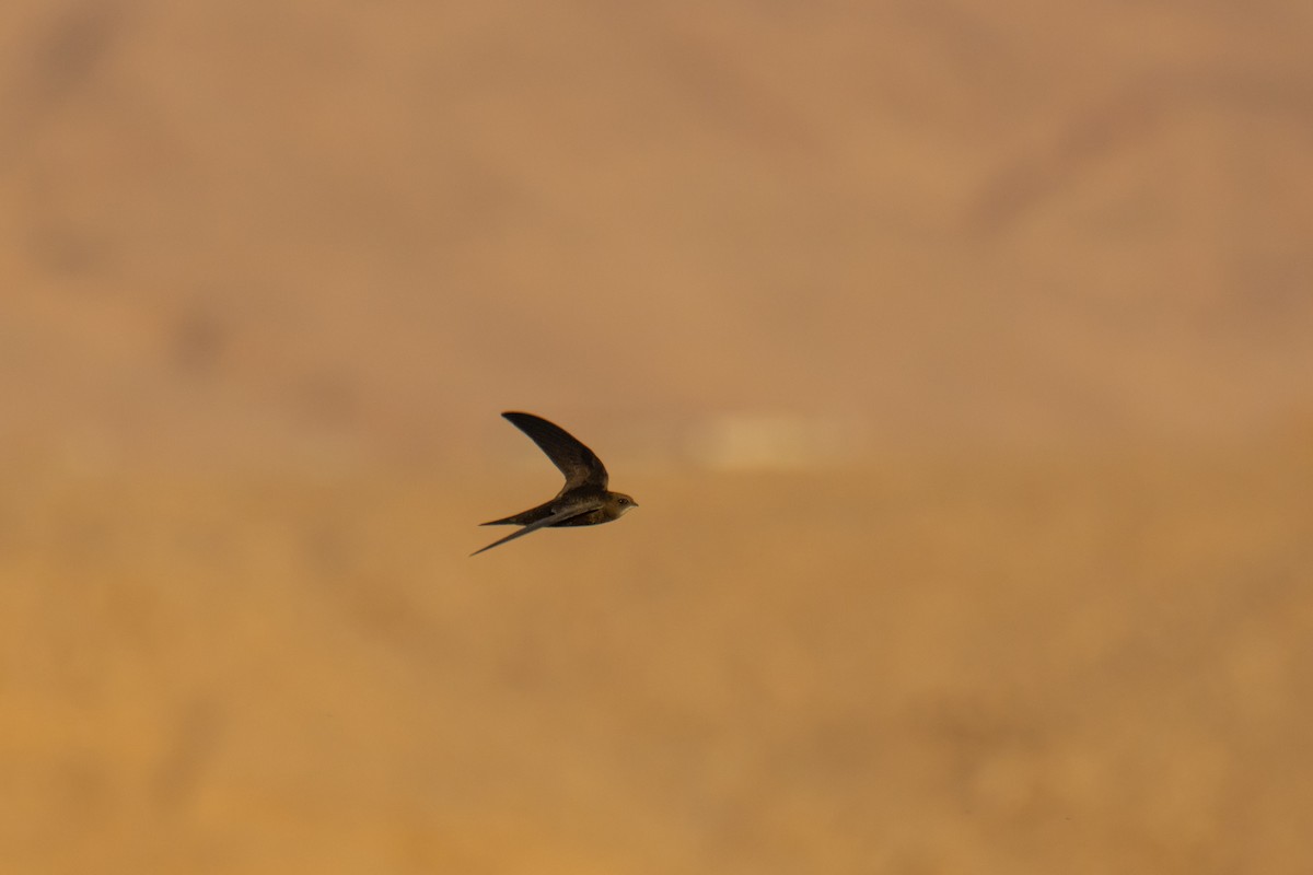 Mauersegler - ML651933660