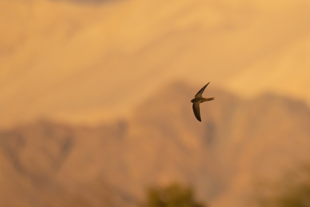 Mauersegler - ML651933661