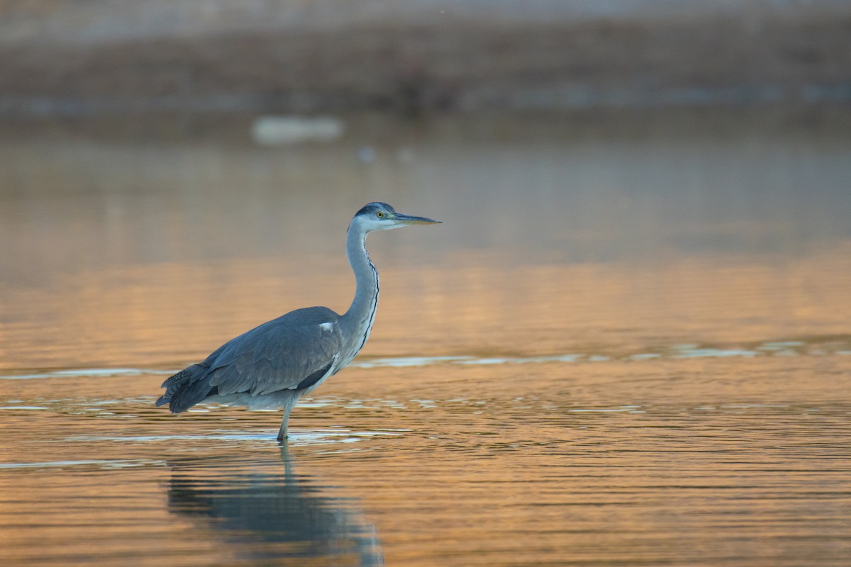 Graureiher - ML651933682