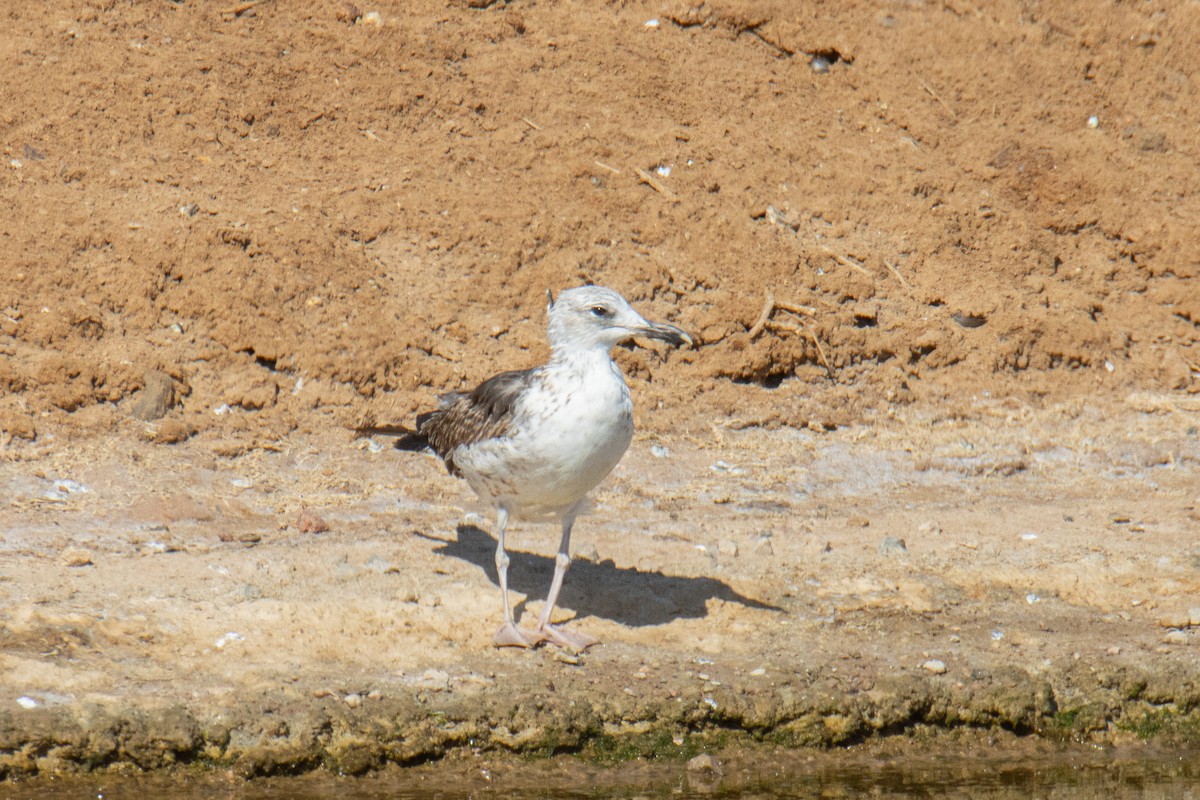 Heringsmöwe - ML651933748