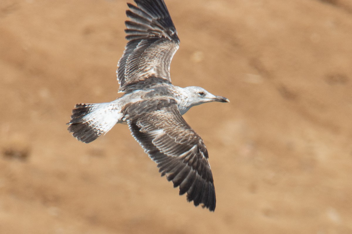 Heringsmöwe - ML651933776