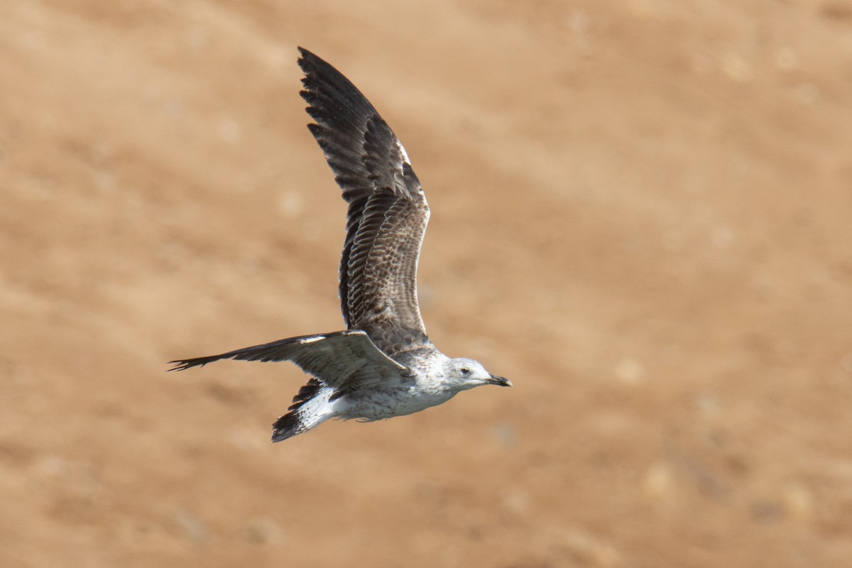 Heringsmöwe - ML651933781