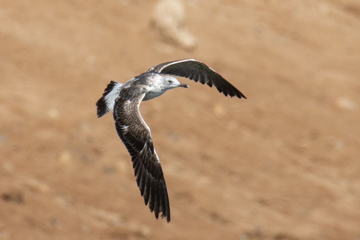 Heringsmöwe - ML651933783