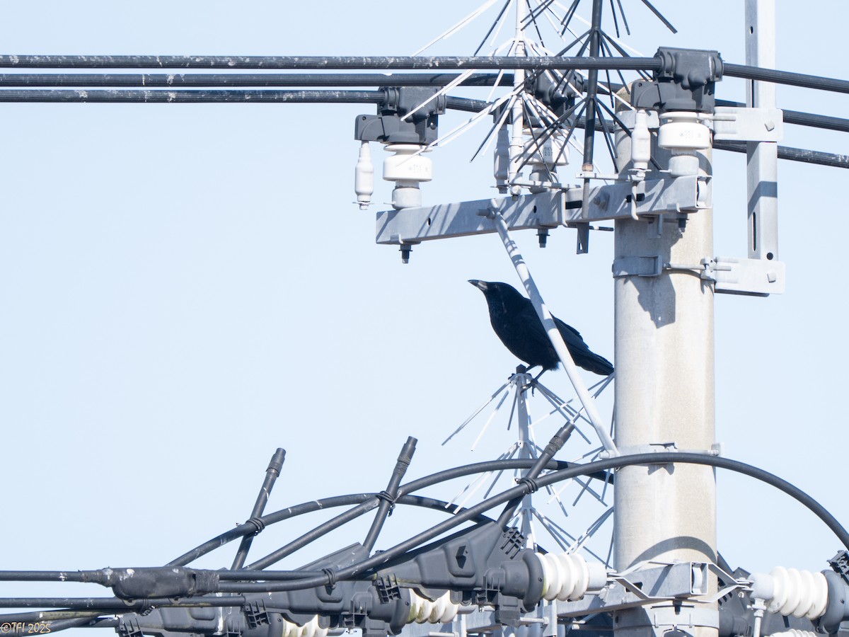 Ворона чорна (підвид orientalis) - ML651933807