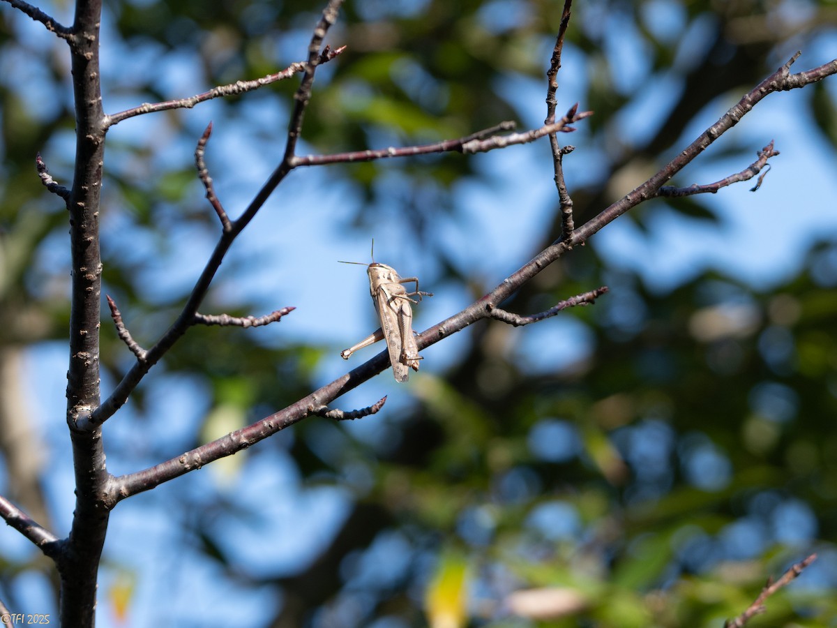 Grasshoppers, Crickets, and Katydids - ML651933859