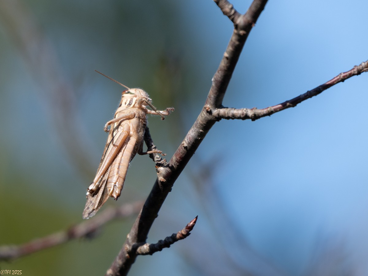 Grasshoppers, Crickets, and Katydids - ML651933865
