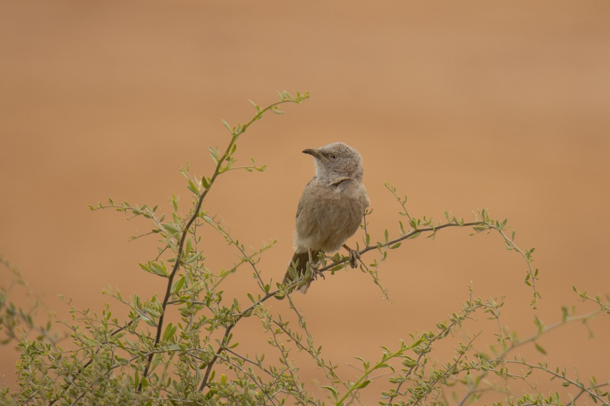 Graudrosselhäherling - ML651933877