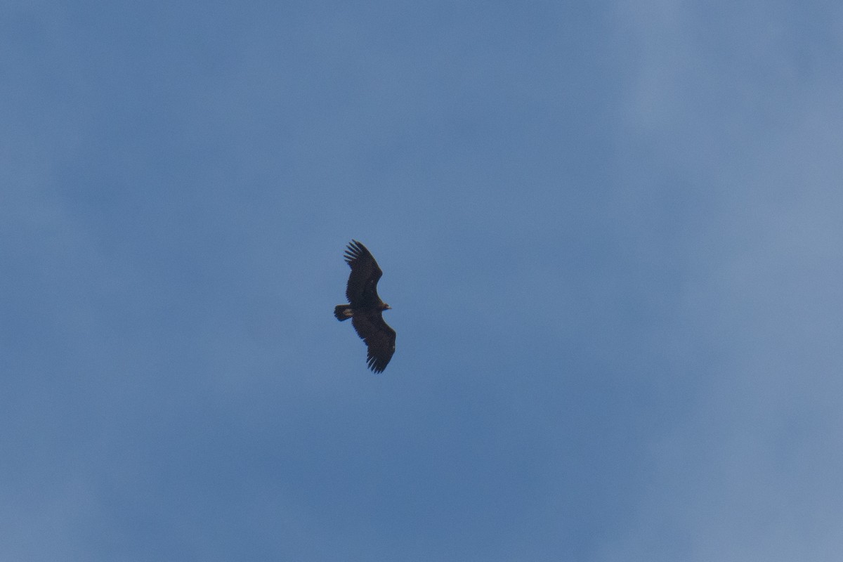 Mönchsgeier - ML651933905