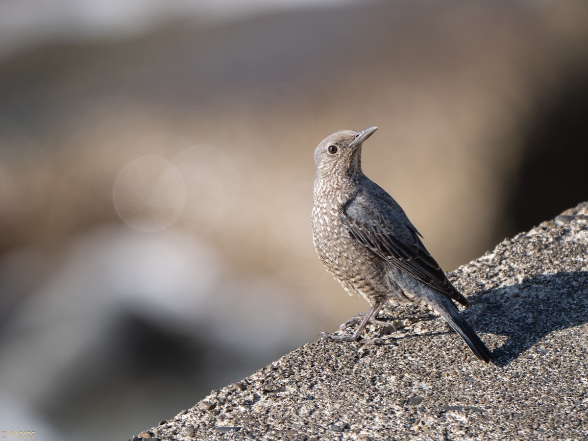 Скеляр синій (підвид philippensis) - ML651934020