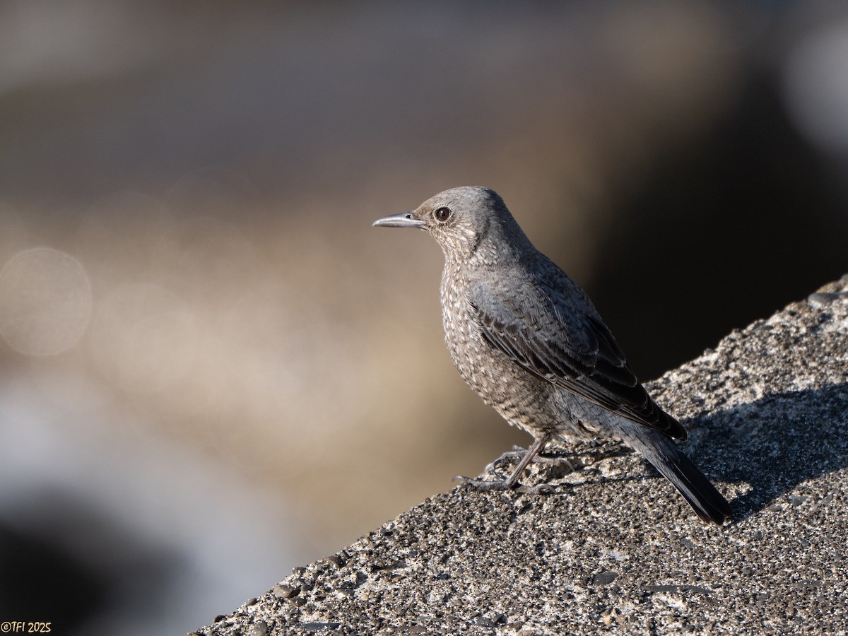 Скеляр синій (підвид philippensis) - ML651934026
