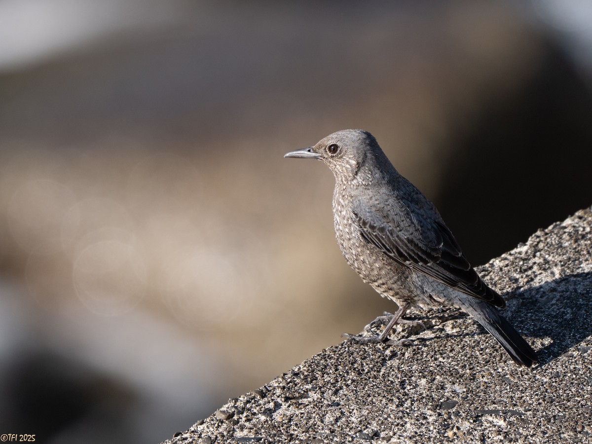 Скеляр синій (підвид philippensis) - ML651934028