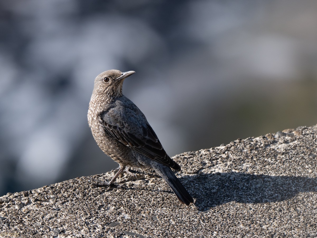 Скеляр синій (підвид philippensis) - ML651934030