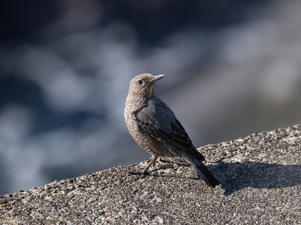 Скеляр синій (підвид philippensis) - ML651934034