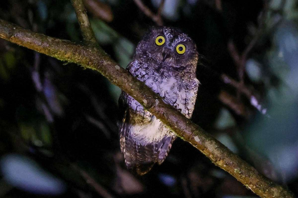 Mindanao Scops-Owl - ML651934627