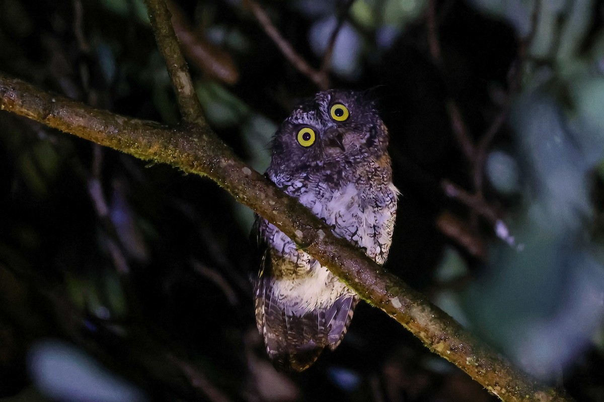 Mindanao Scops-Owl - ML651934629