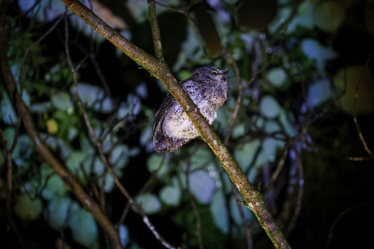 Mindanao Scops-Owl - ML651934631