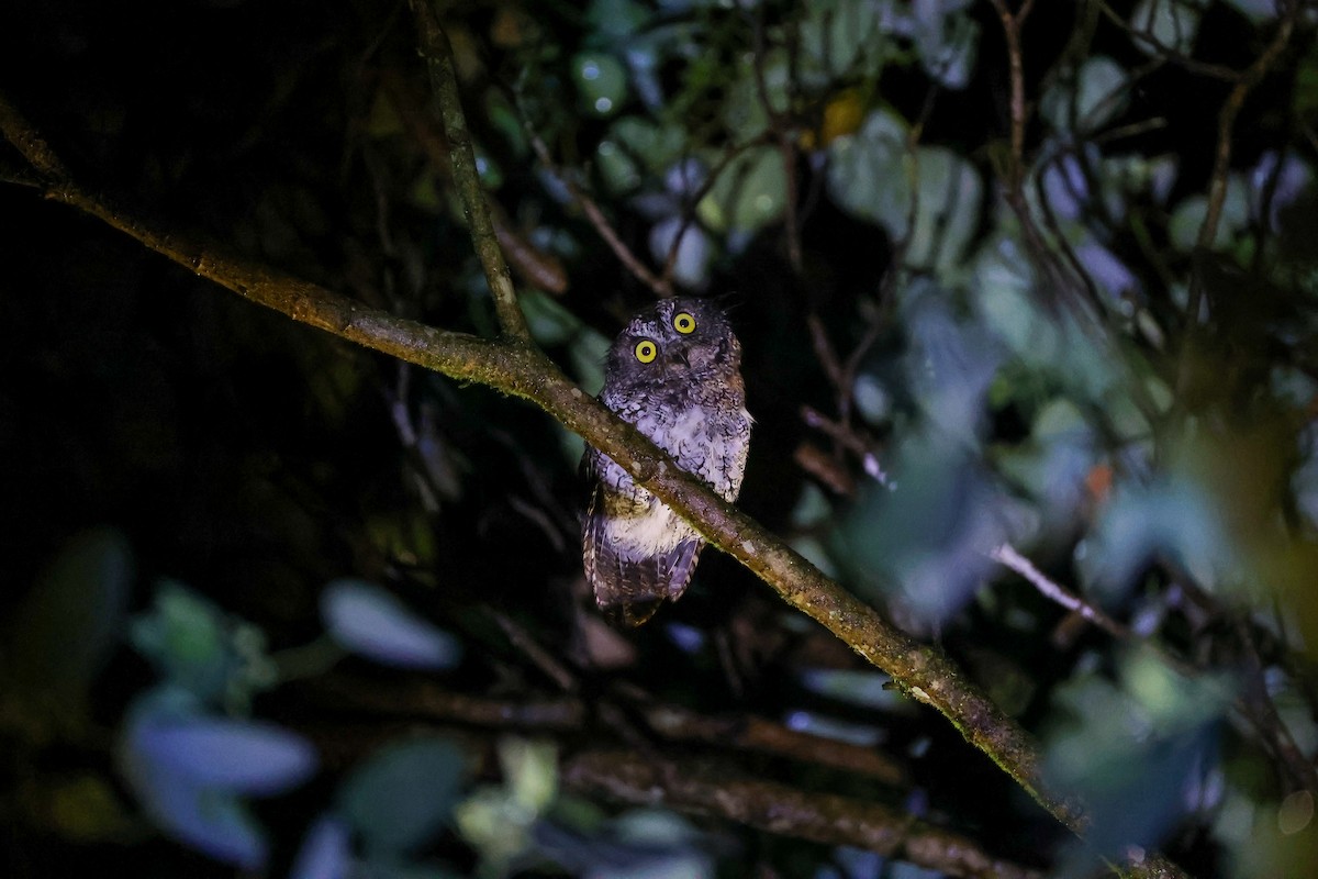 Mindanao Scops-Owl - ML651934632