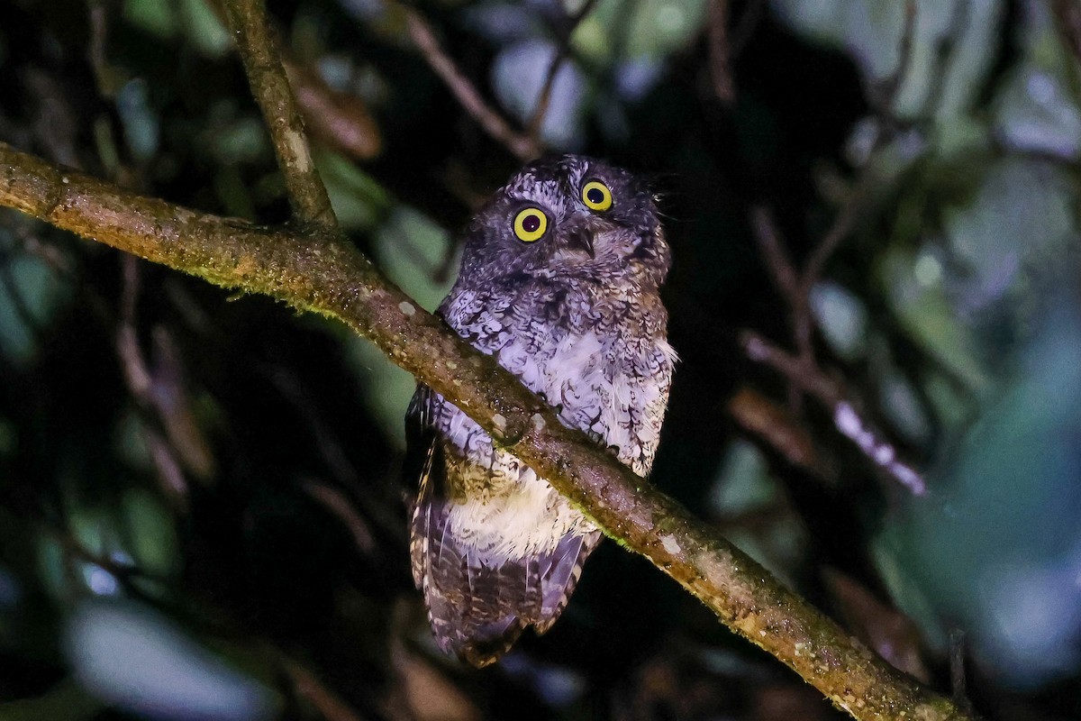 Mindanao Scops-Owl - ML651934633