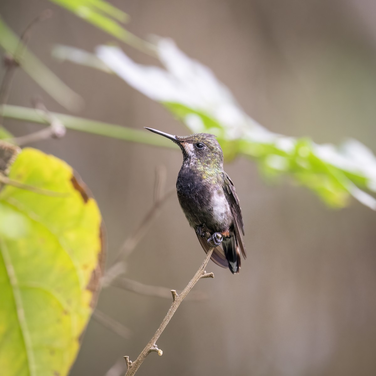 Tepeli Telkuyruk - ML651934947