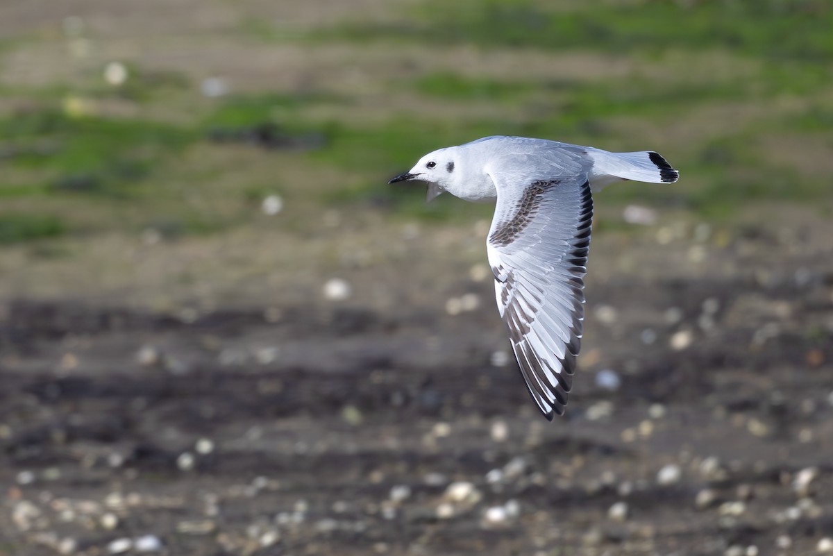 Küçük Karabaş Martı - ML651935209