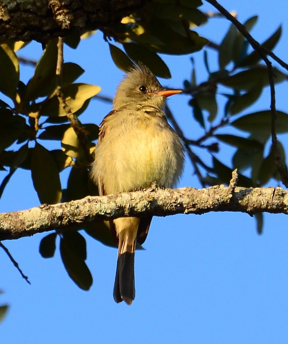 Greater Pewee - ML651935225