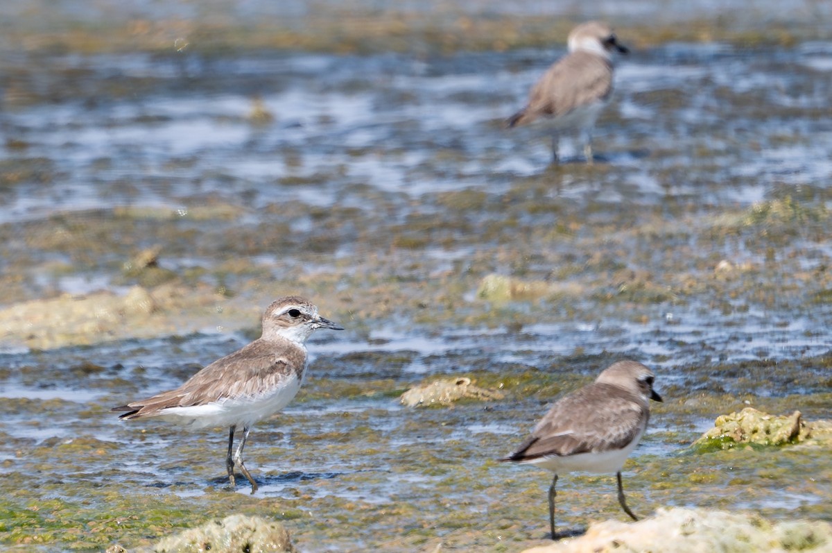 sand-plover sp. - ML651936238