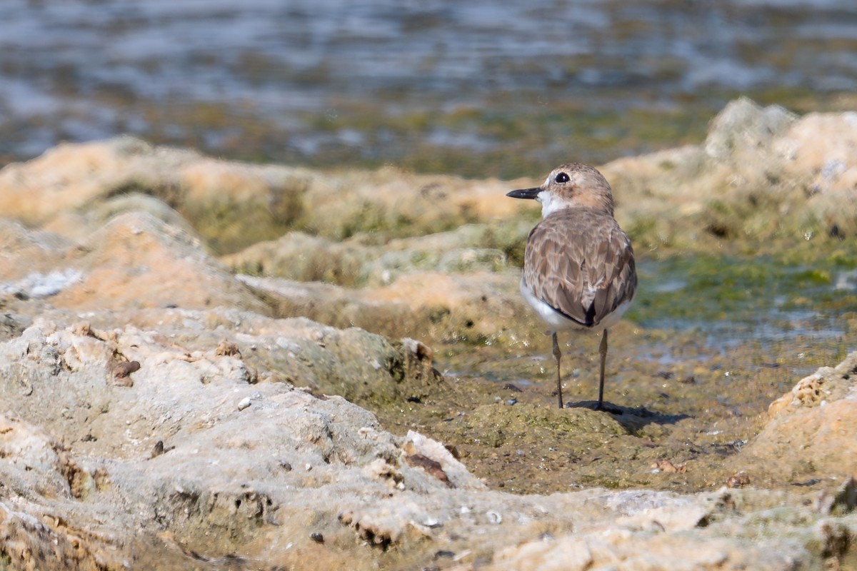 sand-plover sp. - ML651936239