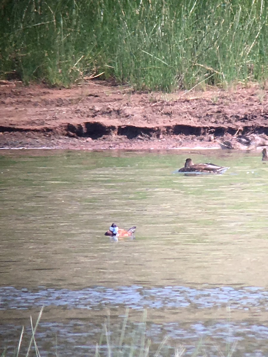Ruddy Duck - ML65193631