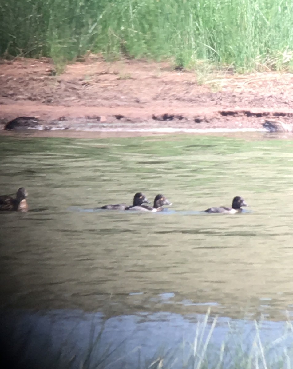 Ring-necked Duck - ML65193641