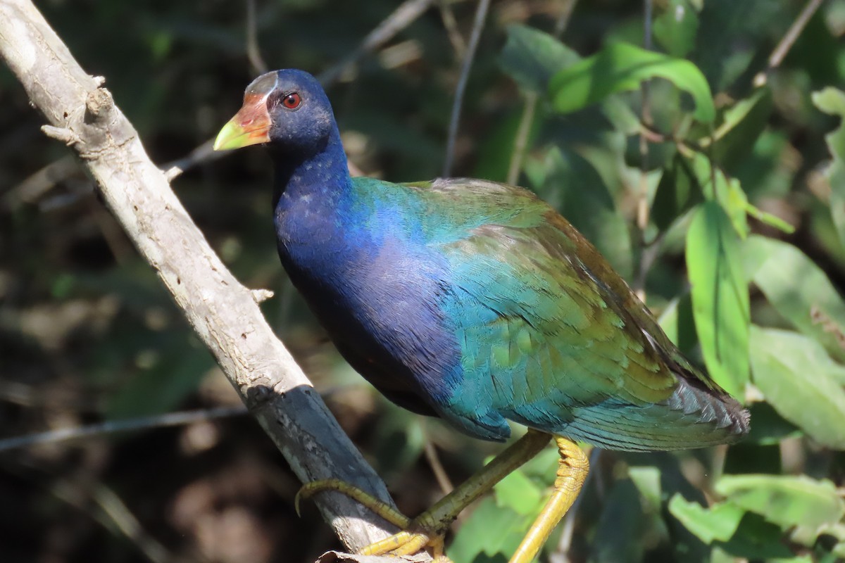 Purple Gallinule - ML651936457