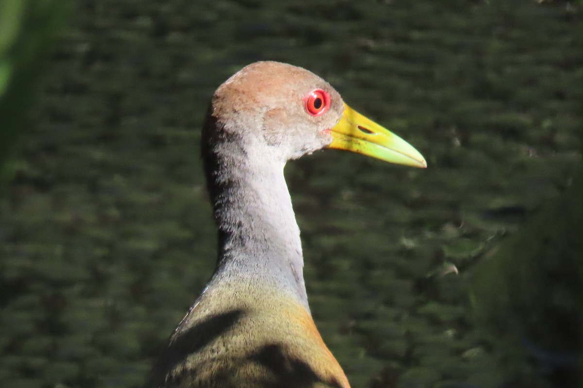 Gray-cowled Wood-Rail - ML651936472